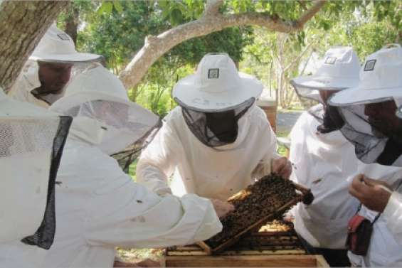 Ils voleront bientôt de leurs propres ailes