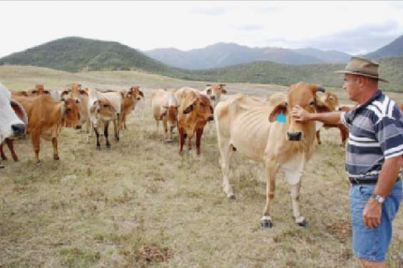 Le béton chasse les vaches