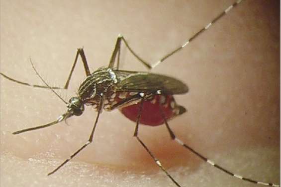 Risque de dengue à 32 °C