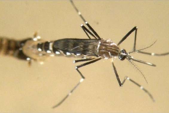 Moustiques sous cloche