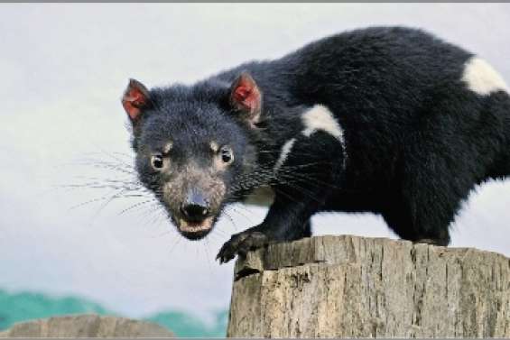 Course contre l'extinction