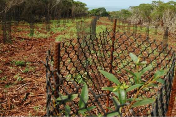 Halte aux envahisseurs