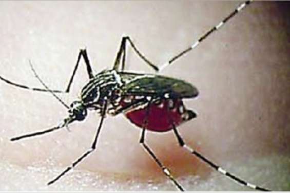 L'épidémie est déclarée