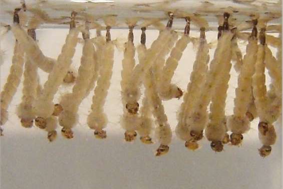 Toute la dengue en six lettres