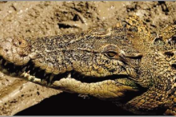 Le crocodile tueur était nourri