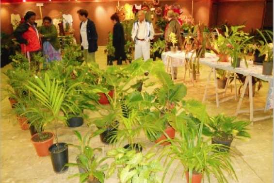 Les belles plantes de Noël