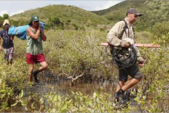 « Nos mangroves  se portent bien »