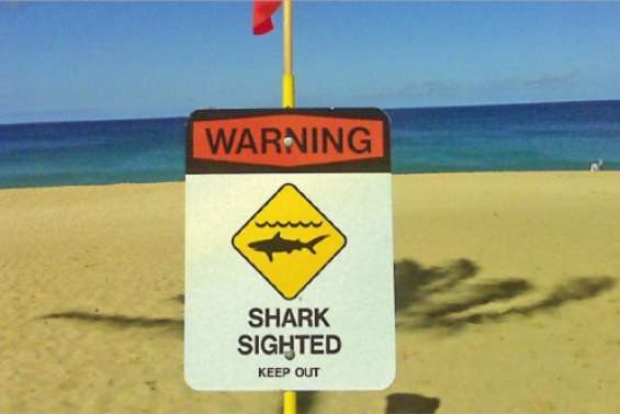 Les requins attirés par la chaleur