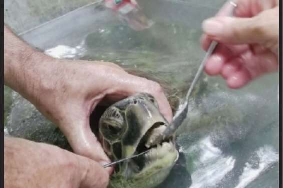 Mobilisation pour une tortue