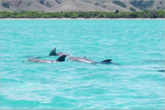 Des dauphins en cadeau