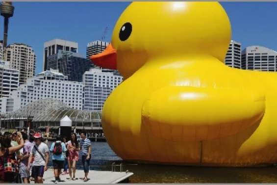 Un canard donne  le coup d'envoi