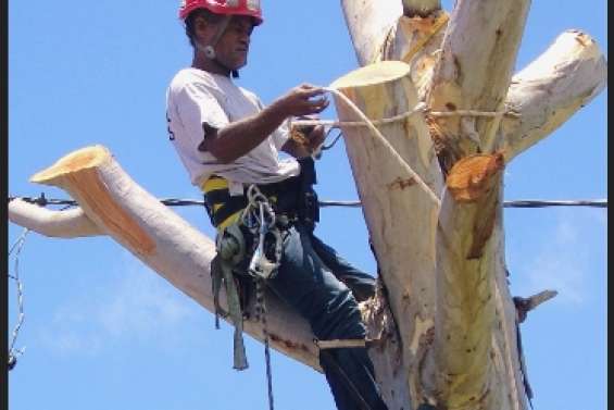 Titi, l'acrobate de Maré