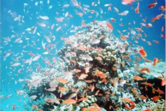 Un il sur les coraux du Sud