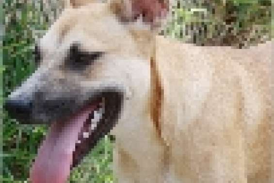 Ils attendent un maître