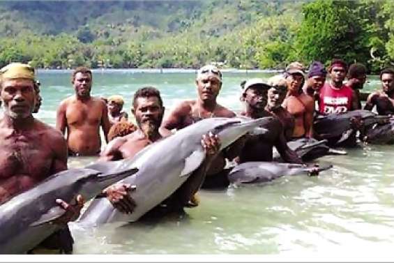 Des dauphins en otage