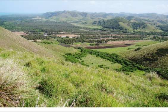 Mille arbres à planter