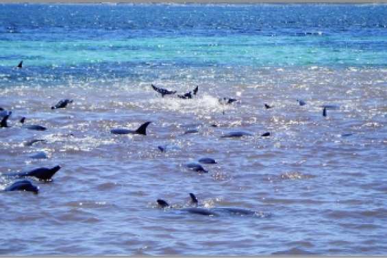 Un dauphin héroïque