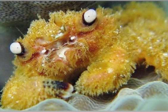 Le « crabe velu »,  médecin du corail