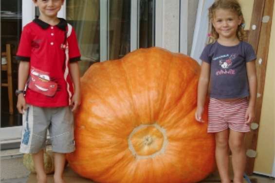 Qui veut du potiron ?