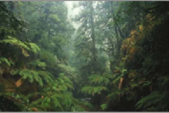 La forêt de Tarkine ne sera pas protégée