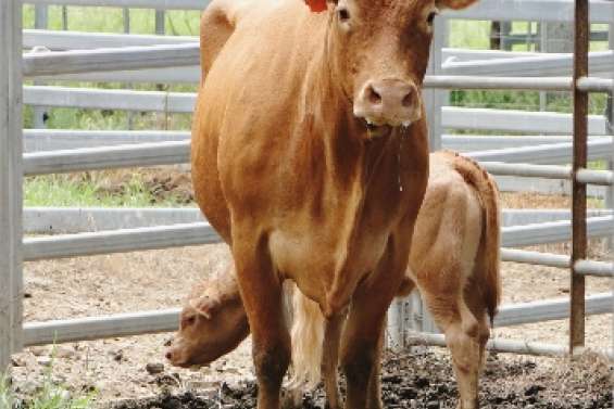 « L'affaire de la viande de cheval ne va pas ternir la filière »