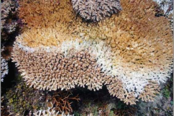 Comment vont nos coraux ?