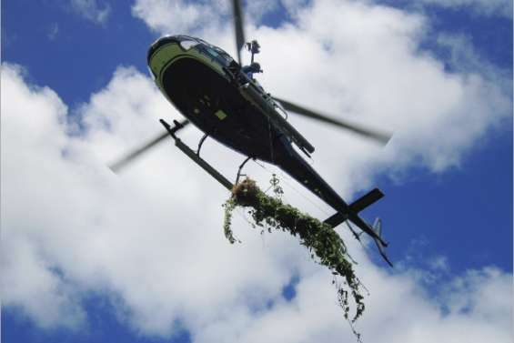 Le cannabis traqué en hélico