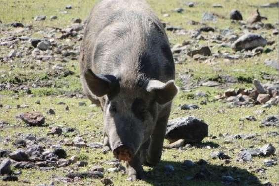 Le cochon bat de l'aile