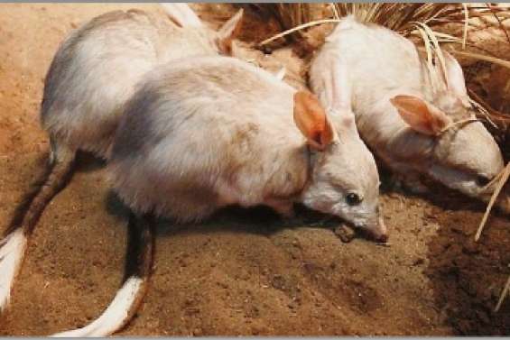 A la merci des chats sauvages