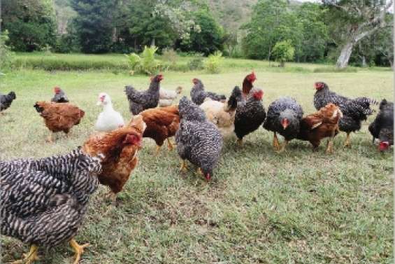 La poule retrouve ses œufs