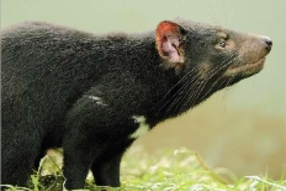 Sur la piste d'un vaccin