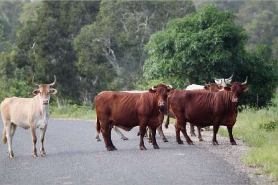 Ras-le-bol du braconnage