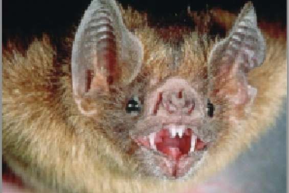 Le Lyssavirus sévit