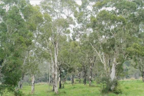 La flore menacée de mort