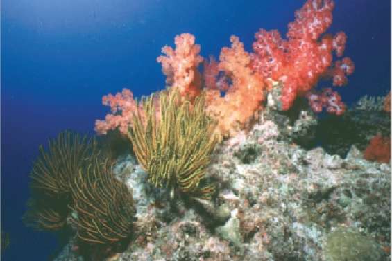 Un sommet pour l'Océanie