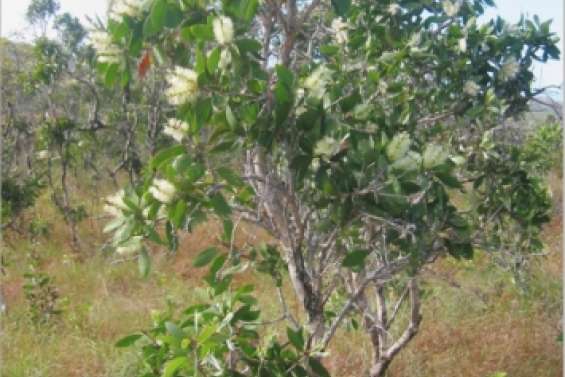 La rouille se répand