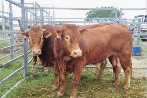 Le taureau a la cote