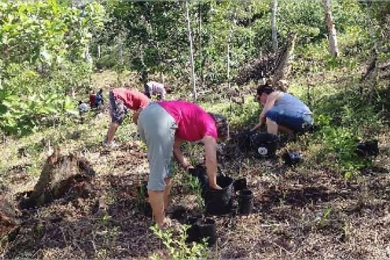 La forêt sèche  mise en valeur