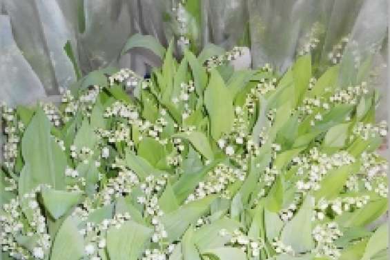 Les clochettes  au rendez-vous