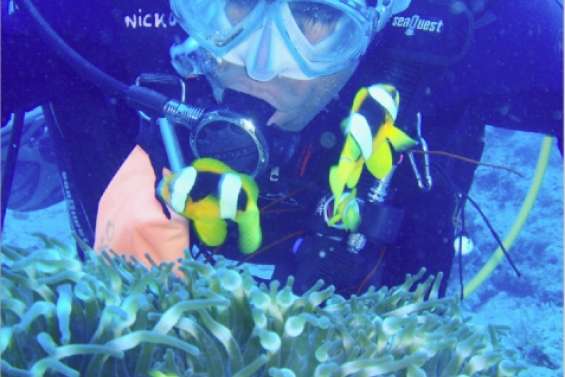 Zoom sur l'état des récifs