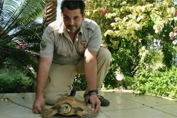 Des tortues abandonnées