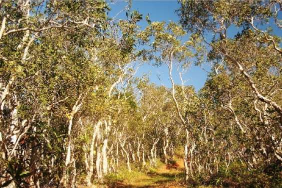 Les niaoulis menacés