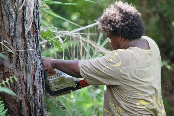 Abattre pour replanter