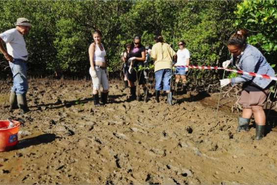 La mangrove à la loupe
