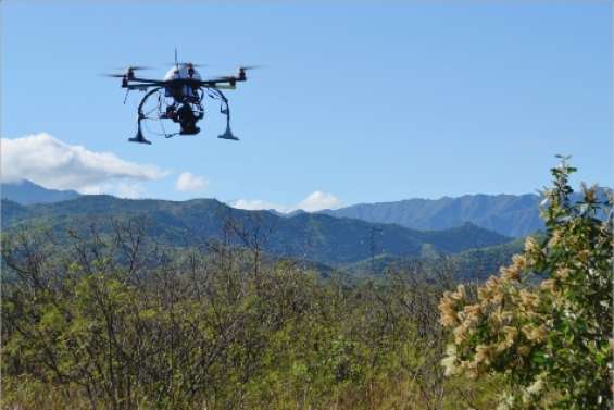 Un drone sur les niaoulis
