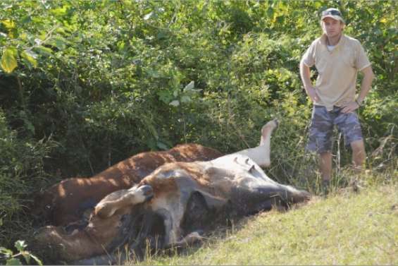 Un propriétaire abattu