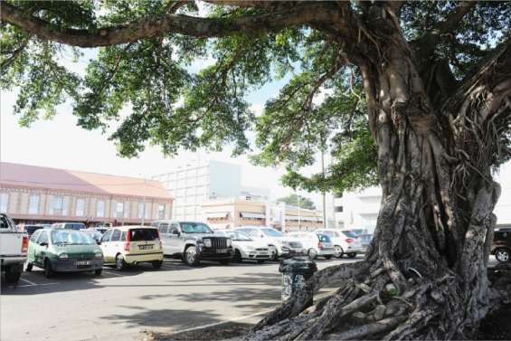 Des racines dans le bitume