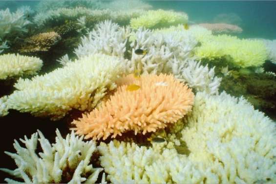 La Grande Barrière à l'agonie