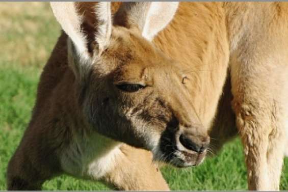 1 244 marsupiaux  dans le viseur