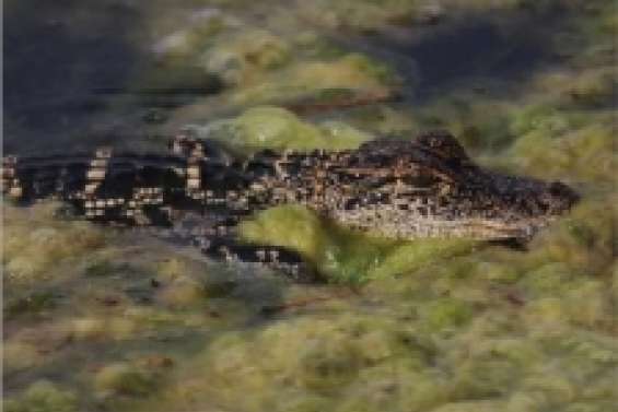 Serpents, lézards et alligator volés 